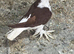Lahore adult pair