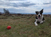 ISDS Border Collies - ready 29th May