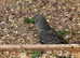 Blackface budgies for sale