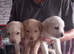 4 Beautiful Boys looking for there forever homes