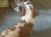 Beautiful Cavalier King Charles Spaniel Puppies &ndash; Ready for Loving Homes