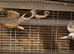 Bengalese finches