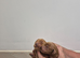 KC Registered Cocker Spaniels