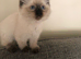 Beautiful Ragdoll kitties