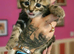 Bengal cross kittens
