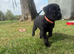 Beautiful litter of Labrador puppies