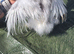 splash & partridge silkie chicks