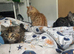 Gorgeous kittens available!