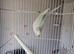 Male budgie
