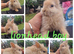 3 lionhead babies