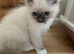 GCCF Registered Purebred Ragdoll kittens