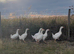 Embden goslings for sale