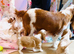 KC REGISTERED CAVALIER KING CHARLES SPANIEL