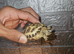 Stunning baby horsefield tortoise