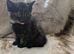 Black tortie kitten