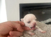 Chihuahua pups