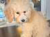 Poochon Beautiful litter Ready now