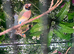 Colony of gouldians for sale