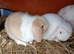 Mini lops and mini lion lops