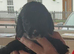 Cocker spaniel puppies
