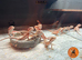 Red monster/ zero baby bearded dragons ready to go!
