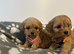 Cavapoo pups
