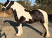 7 year old gelding