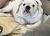 7 month old full pedigree KC registered English Bulldog