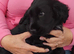 COCKER SPANIEL PUPS IN NI ONLY ONE REMAINING