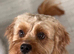 Cavapoo boy for stud