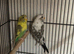 2 recessive pied budgies 2026 rung