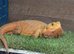 Red 3year old bearded dragon full set up included