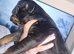 Rottie x staffie