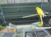 Baby rainbow and pied budgies for sale