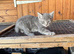 Russian Blue Cross Bengal