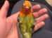 Hand reared lovebird
