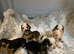 Show cocker spaniels