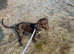 5 month old sprocker female