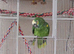 Pacific Blue Parrotlet,