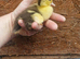 3 muscovie ducklings available