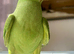 One beautiful 12 weeks hand-reared raised parrots