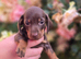 Miniature DACHSHUND