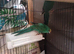 Kakariki