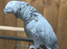 African grey parrot