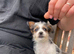 Jack Russell puppies