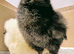 Day old chickens - Silkie & Polish