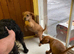 Lakeland terrier pups