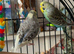 Budgies & Vision Cage