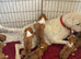 Gorgeous puppies for sale In Gainsborough