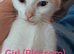 Beautiful litter of 4 looking for their forever homes